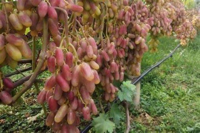 Сорт винограду для початківця Преображення